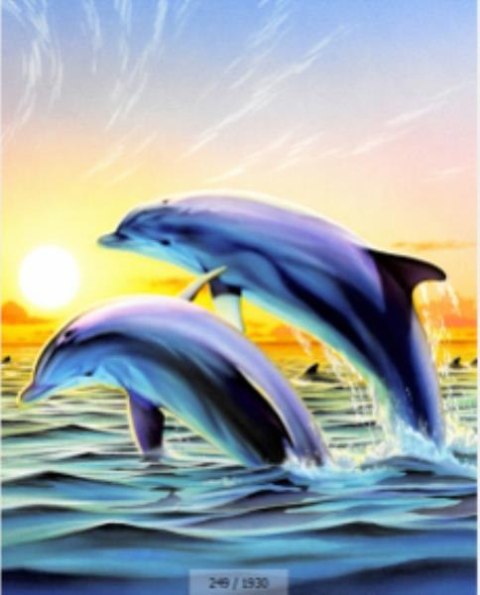 Malowanie po numerach Delfin 40 x 50 5605