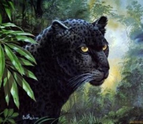 Malowanie po numerach Puma w leśnym klimacie 40 x 50 5620
