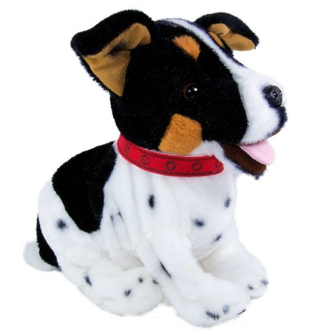 Figo Terier madry szczeniaczek wykonuje polecenia#G2