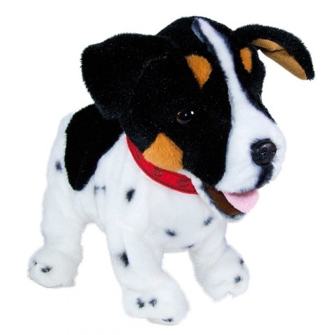 Figo Terier madry szczeniaczek wykonuje polecenia#G2