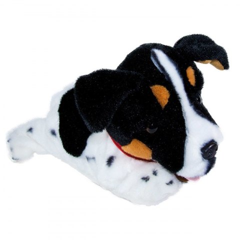 Figo Terier madry szczeniaczek wykonuje polecenia#G2