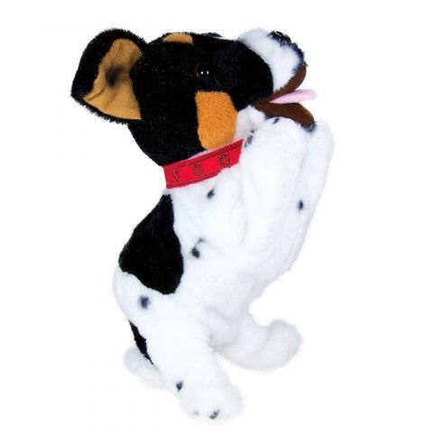 Figo Terier madry szczeniaczek wykonuje polecenia#G2