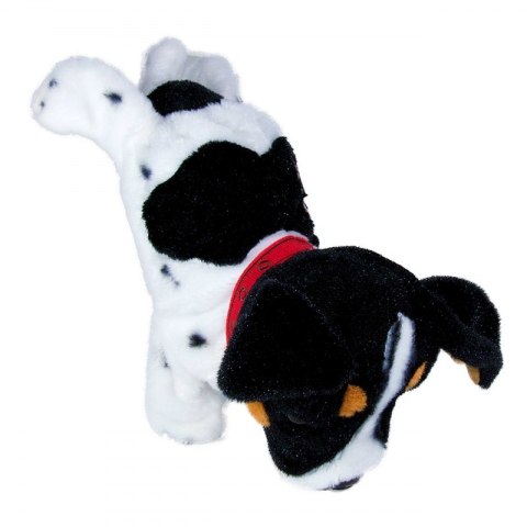 Figo Terier madry szczeniaczek wykonuje polecenia#G2