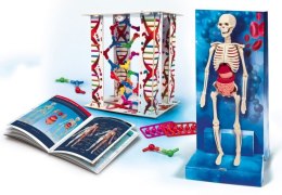 Ciało ludzkie montaż szkieletu i narządów Clementoni