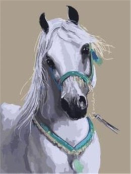 Malowanie po numerach Koń biały arab 40 x 50cm 5577