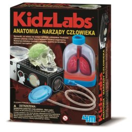 Anatomia Narządy Człowieka KidzLabs 4M