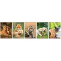 Zeszyt w podwójną linię a5 16 kartek - animals HERLITZ