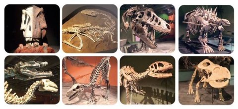 Projektor Latarka z Pojemnikiem Na Tarcze Dino XL