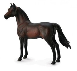 Koń Morgan stallion bay 88646 COLLECTA