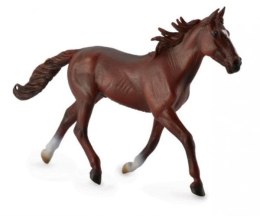 Koń standardbred pacer. COLLECTA