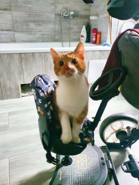 X RIDER PLUS Dostawka z siedziskiem mocowana do wózka, max 25 kg + poduszka / wkładka Niedźwiadki