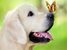 Diamentowa mozaika Pies z motylem na nosie 60647