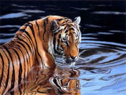 Diamentowa mozaika Tygrys w wodzie 60867