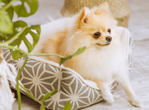 Petlove Legowisko dla psa lub kota 48x41x16 cm - beżowy