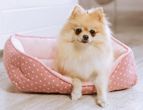 Petlove Legowisko dla psa lub kota 47x39x12 cm - różowy