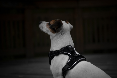 Petlove Szelki pełne LED świecące dla psa, regulowane S - Black