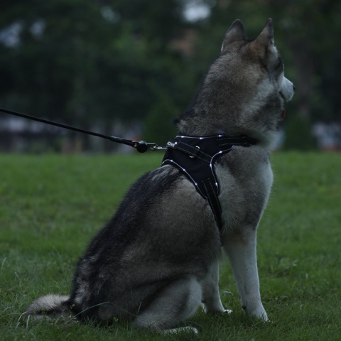 Petlove Szelki pjedyńcze LED świecące dla psa, regulowane S - Black