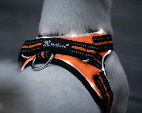 Petlove Szelki pjedyńcze LED świecące dla psa, regulowane S - Orange