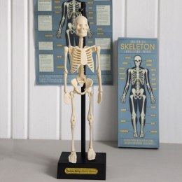 REX LONDON 24787 Anatomiczny model szkieletu