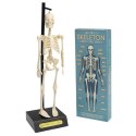 REX LONDON 24787 Anatomiczny model szkieletu