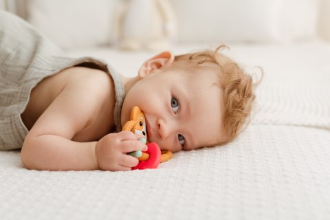 GILIGUMS GG 30043 Gryzak pierścień piesek