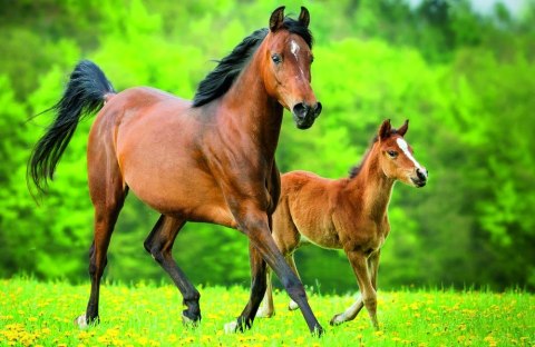 Puzzle "54 mini" - Świat koni / Trefl 54193