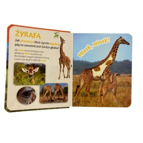 Pogłaszcz zwierzęta świata AWM WYDAWNICTWO