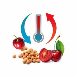 B.O.1694 Termofor przytulanka z pestkami wiśni CHERRY