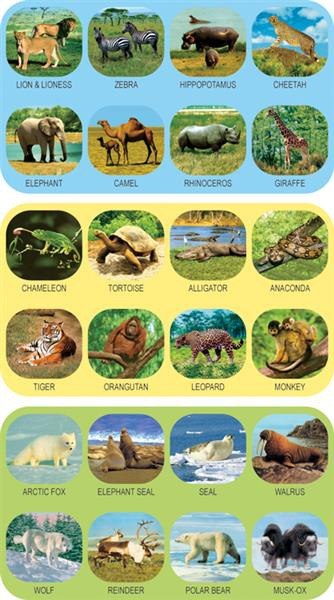 Projektor dla dzieci - latarka dziecięca dzikie zwierzęta