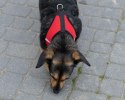 Szelki dla psa bezuciskowe odblaskowe regulowane lekkie ze smyczą L
