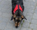 Szelki dla psa bezuciskowe odblaskowe regulowane lekkie ze smyczą M