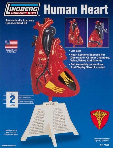 Model plastikowy Lindberg - Ludzkie serce