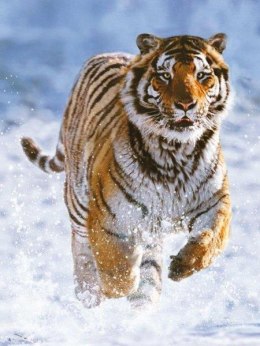 Puzzle 500el Tygrys w śniegu 144754 RAVENSBURGER