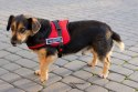 Szelki dla psa mocne S 60-75cm Senior Dog czerwone