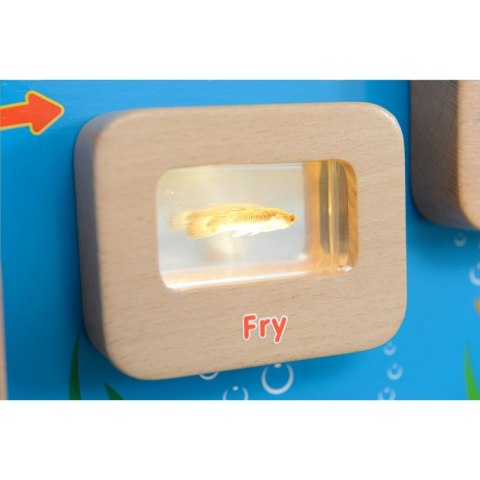 MASTERKIDZ Cykl Życia Ryby Tablica Edukacyjna Podświetlana