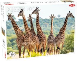 PROMO Puzzle 1000el Animals: Tall Giraffes TACTIC